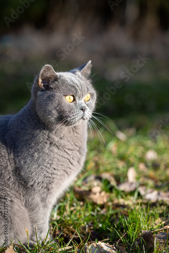 British short hair cat with green grass on the background