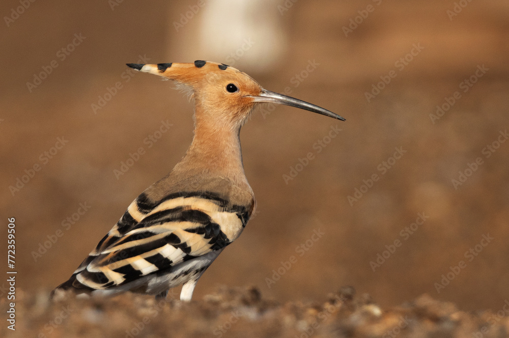 Portrait of a Hoopoe at Buri farm, Bahrain Portrait of a Hoopoe at Buri farm, Bahrain