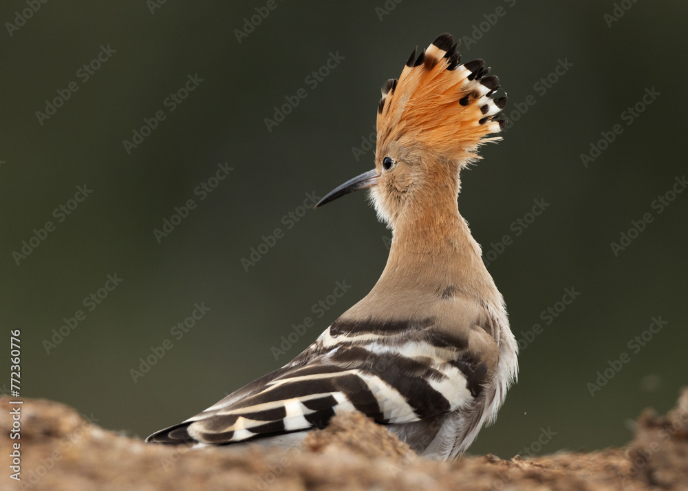 Closeup of a Hoopoe perched ground, Bahrain Closeup of a Hoopoe perched ground, Bahrain