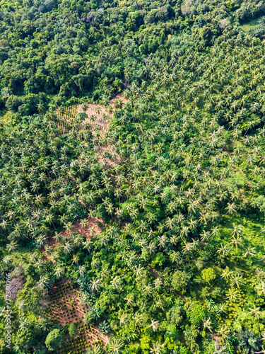  palm tree plantation in Indonesia, aerial drone view