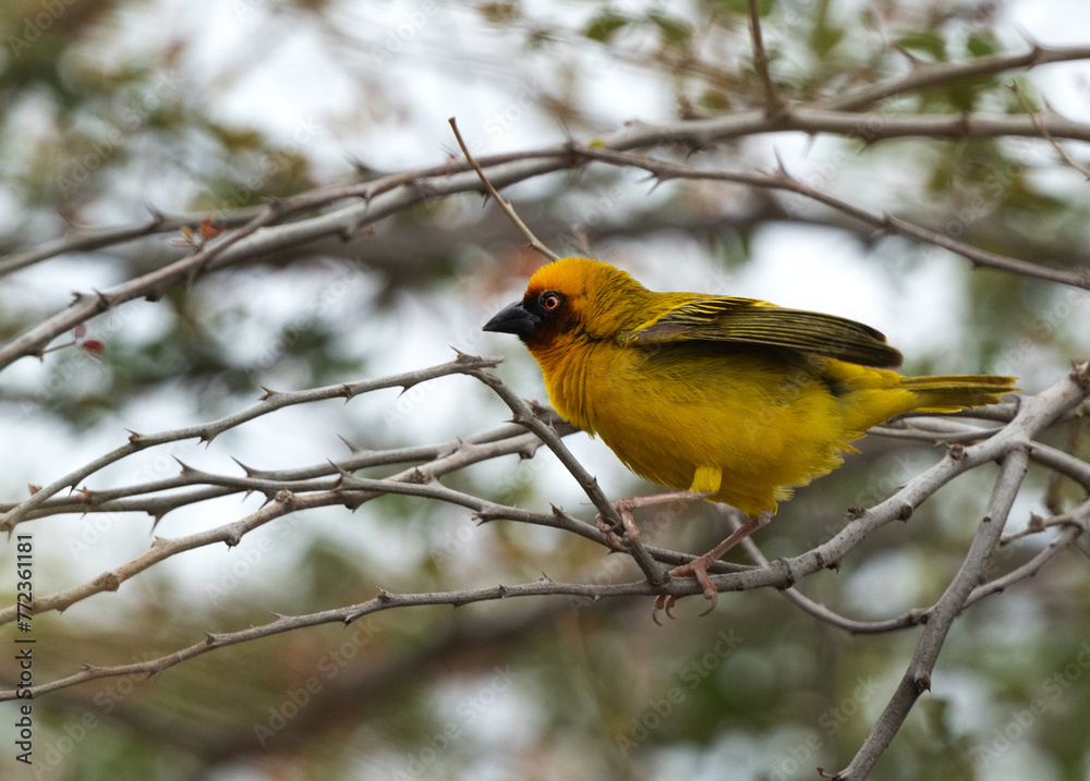 Ruppells weaver bird perched on a tree branch, Bahrain Ruppells weaver bird perched on a tree branch, Bahrain