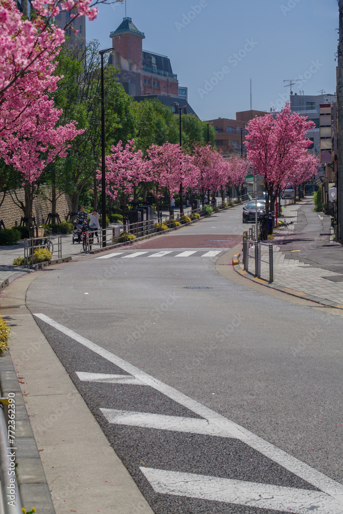 東京六本木三丁目なだれ坂の桜 東京六本木三丁目なだれ坂の桜