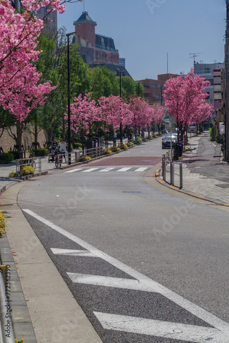 Wallpaper Mural 東京六本木三丁目なだれ坂の桜 Torontodigital.ca