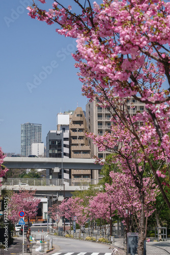 東京六本木三丁目なだれ坂の桜 © Tsubasa Mfg