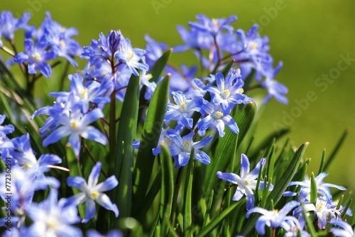 Flowers of Chionodoxa Luciliae, Scilla luciliae. Spring starflower in garden. photo