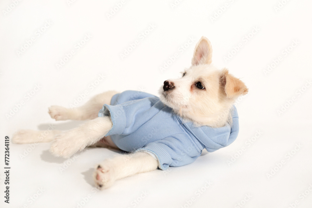 A small white puppy lies in a blue hoodie on a white background. One ear sticks out. A small white puppy lies in a blue hoodie on a white background. One ear sticks out.