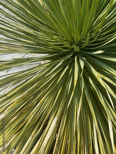 Exotic green palm leaves. Minimal tropical nature concept
