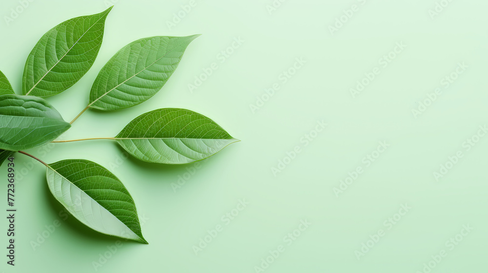  top view Leaves nature, Flat Lay background