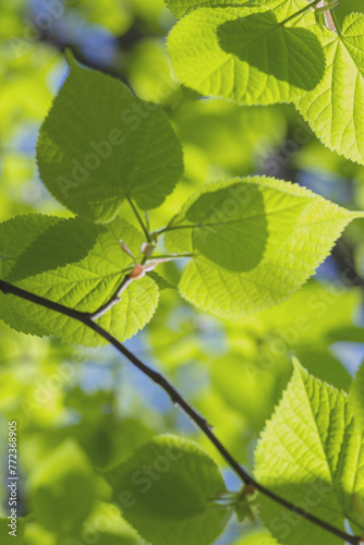 Backing, backdrop, background of first tender-green lime leaves on sunny May day. Spring mood