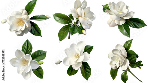 Watercolor Gardenia Illustration on Transparent Background: A Detailed and Delicate White Floral Art Ideal for Botanical Designs and Decorations © Spear