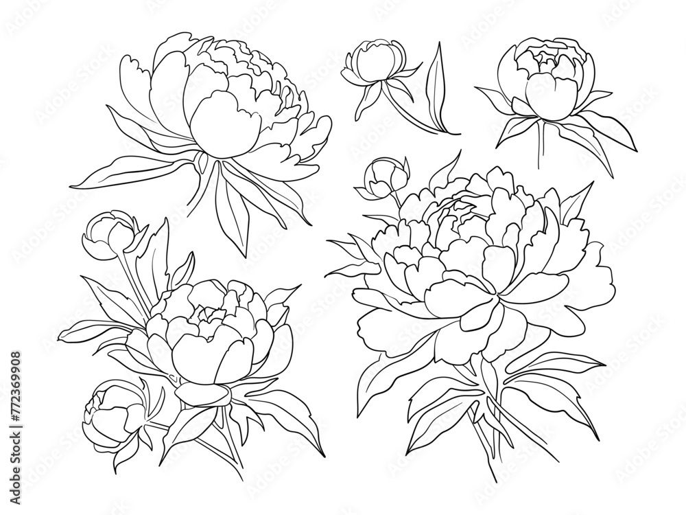 Peonies clipart continuous line art drawing isolated on white background. Peony collection. Vector illustration