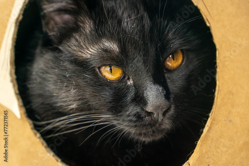 Stray black cat in a cardboard box