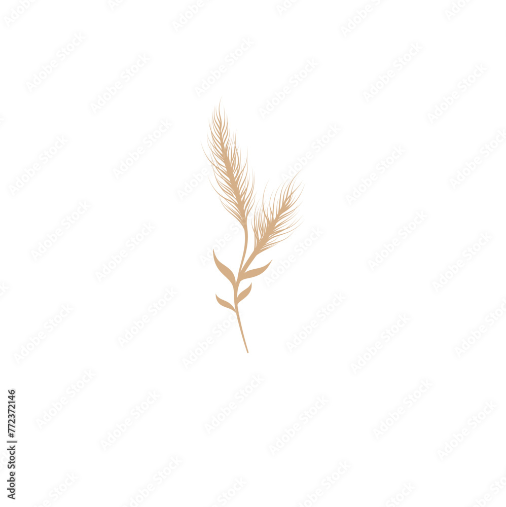 Dry Pampas Grass Illustration Dry Pampas Grass Illustration