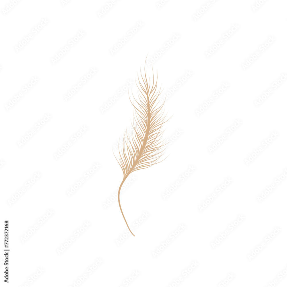 Dry Pampas Grass Illustration Dry Pampas Grass Illustration