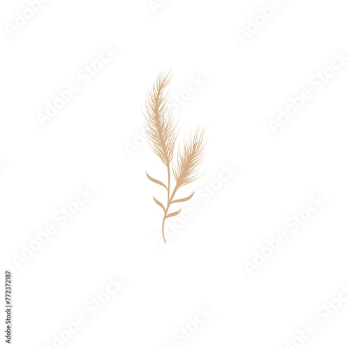 Dry Pampas Grass Illustration 