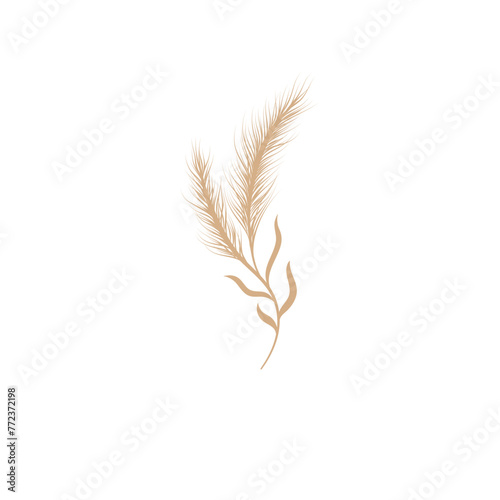 Dry Pampas Grass Illustration 