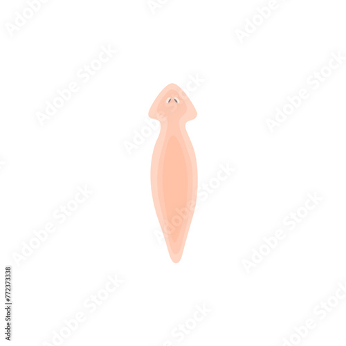Planarian Flatworm Illustration 