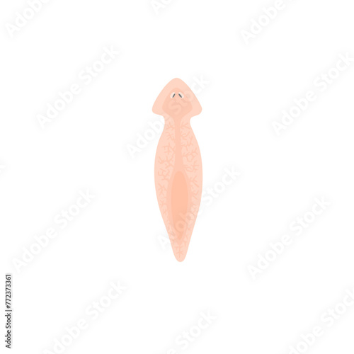 Planarian Flatworm Illustration 