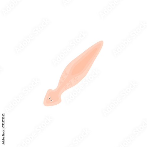 Planarian Flatworm Illustration 