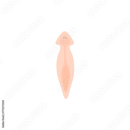 Planarian Flatworm Illustration 