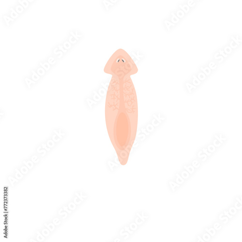 Planarian Flatworm Illustration 