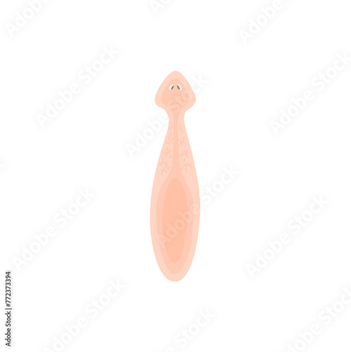 Planarian Flatworm Illustration 