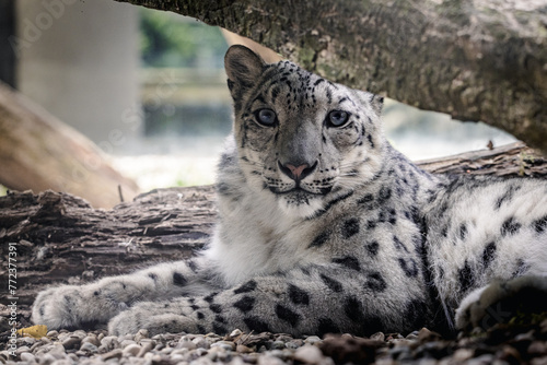 Snow leopard: A magnificent big cat in Central Asia