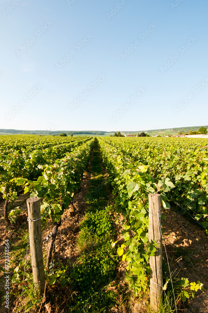 Champagne vineyards at Dizy near Epernay, Marne, France