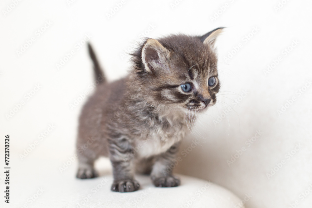 Fototapeta premium Small tabby kitten with blue eyes on a white background