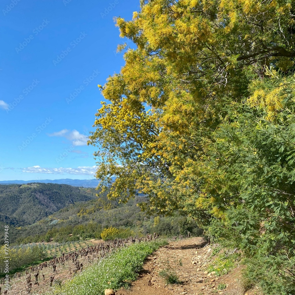 Fototapeta premium Landscape with mimosa trees and eucalypthus fields