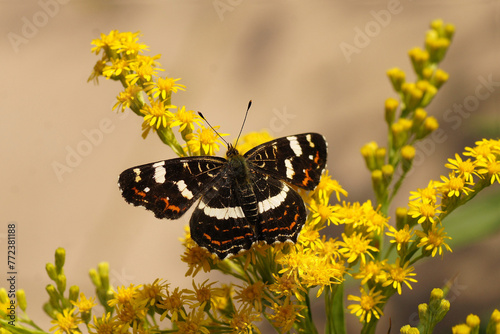 European map butterfly Araschnia levana, family Nymphalidae on flowers of Canadian goldenrod (Solidago Canadensis). Netherlands, September