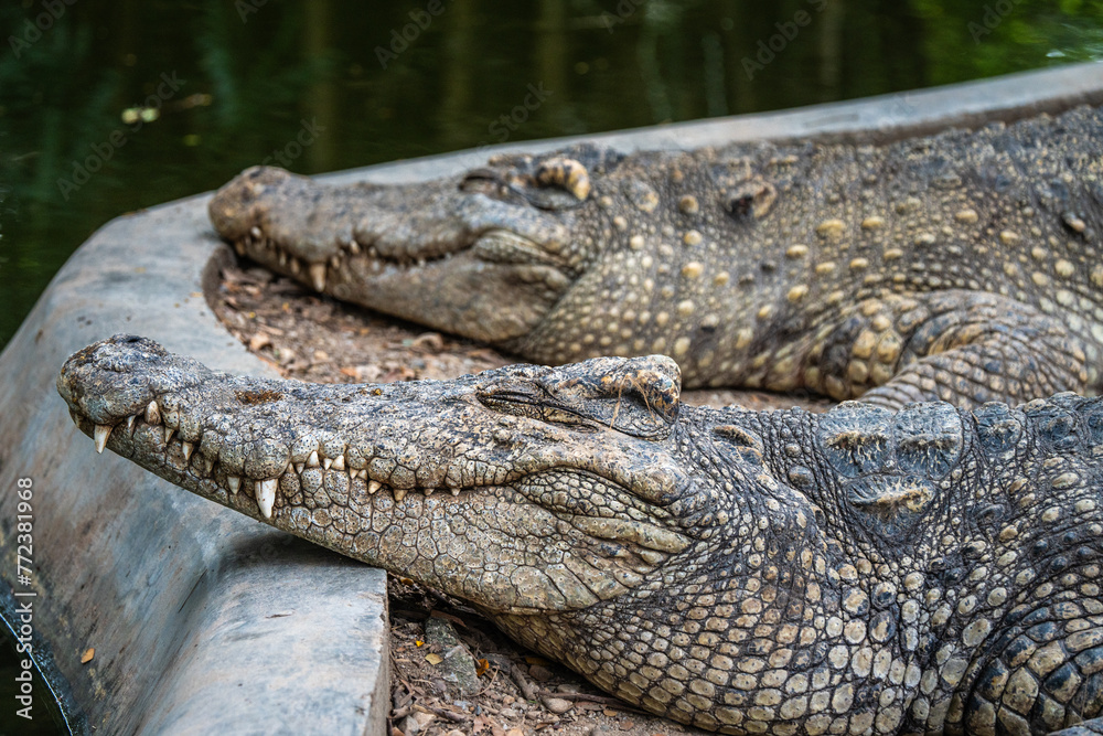 Fototapeta premium Sleeping Asia crocodile in a zoo