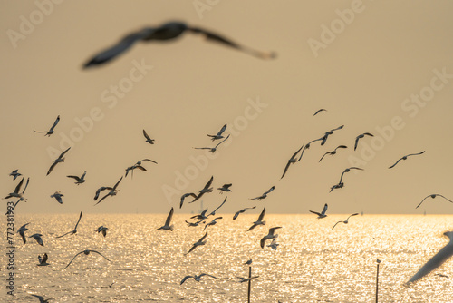 Flying Migratory seagulls at Bangpu Recreation Center during suset in Nov to Apr, Samut Prakan, Thailand