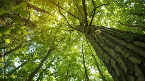 Forest bathing  Shinrin-yoku   trees embrace  natures nurture