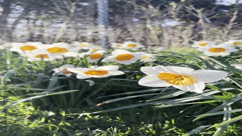Vertical video of daffodils in Scotland in April.