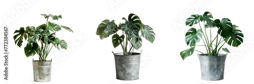 Set monstered plant in a metal pot photographed isolated on a transparent background