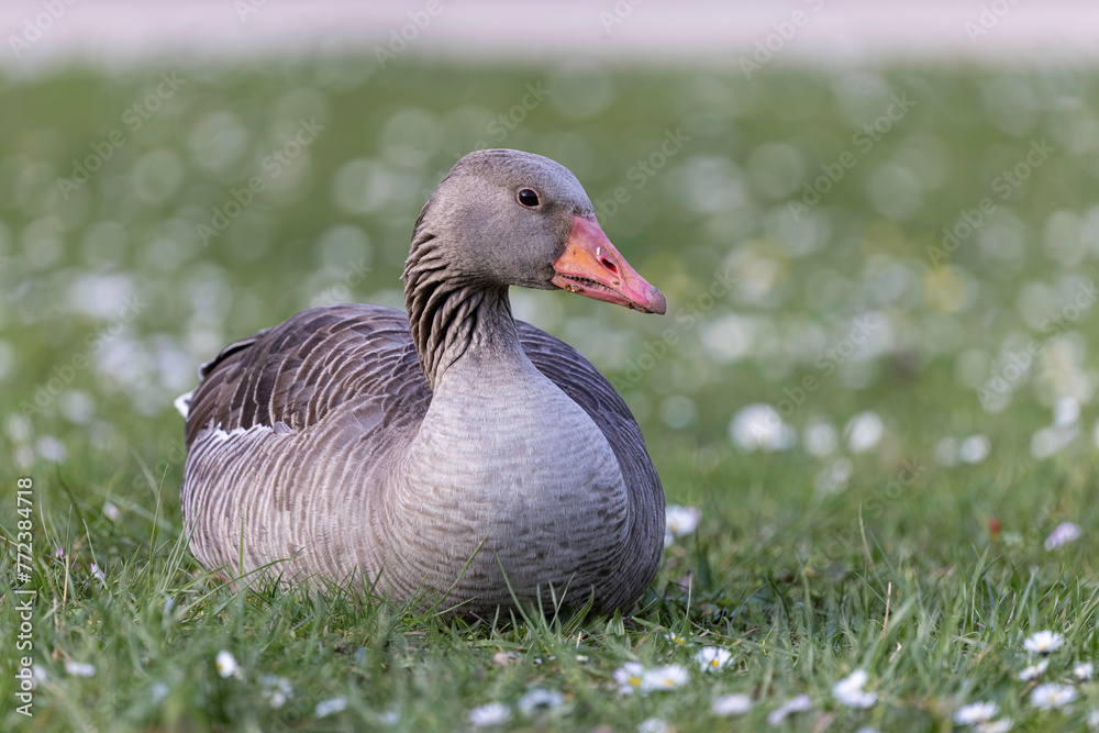 Gans sitzt im Gras Gans sitzt im Gras