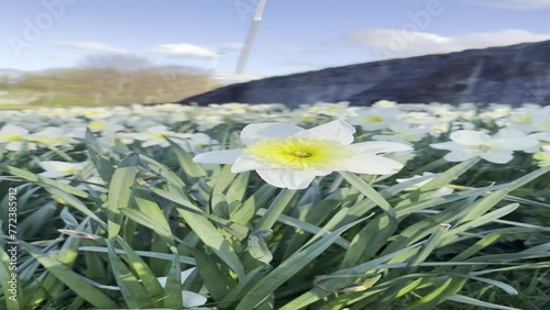 Vertical video of daffodils in Scotland in April.