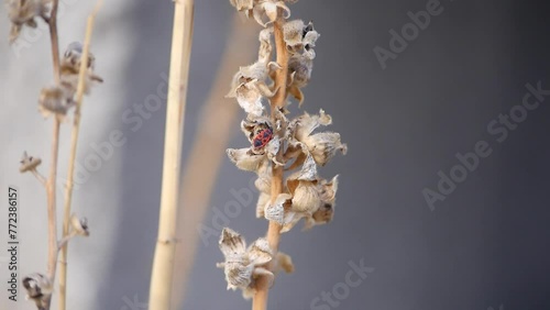 Pyrrhocoris apterus,Flame bedbug, Pyrrhocoris apterus bug,close view of flame bedbug, photo
