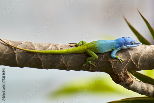 chameleon
