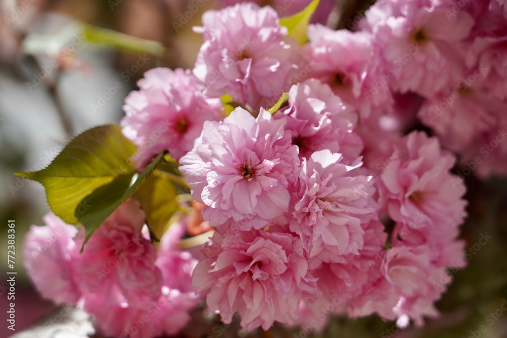 Japanese Flowering Cherry / Prunus Serrulata Japanese Flowering Cherry / Prunus Serrulata
