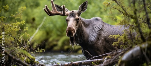 A moose in its natural landscape, standing next to a river in the woods © AkuAku