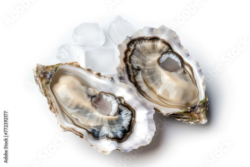 Freshly opened oyster with ice isolated on white background. Sea shell concept