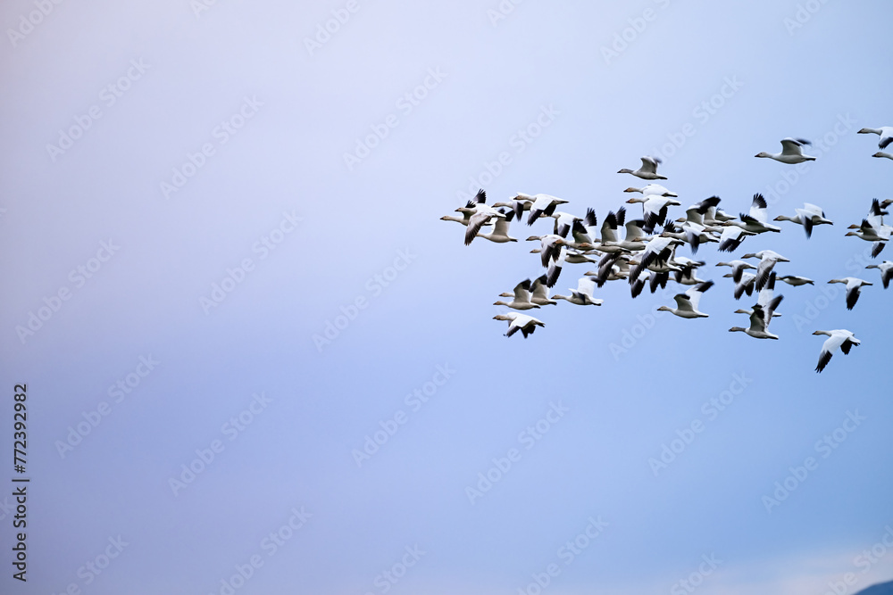 Many geese in flight through the sky