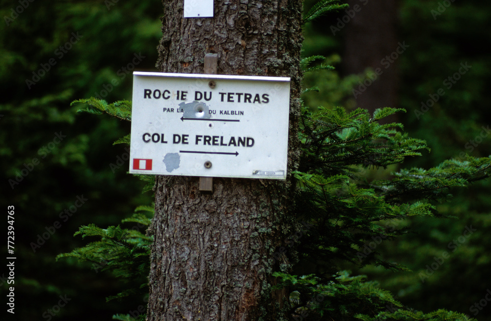 sentier de randonnée; Grand tétras; tetrao urogallus; région Lorraine; col du Freland; Roche du tétras; 88, Vosges, France