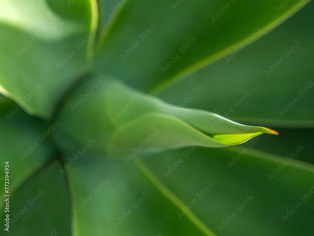 Obraz premium Dragon tree agave (Agave attenuata).