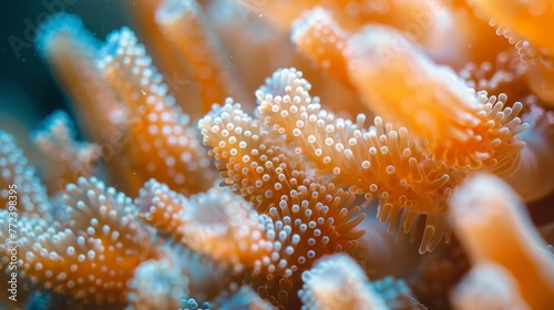 A close up of a coral reef with orange and white coral
