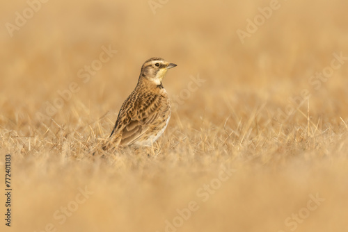 Female Horned Lark (Eremophila alpestris) foraging in the mowed grass meadow of an airport.  The grassland songbird species prefers overworked land like farms and lots. Warm spring day for migratory  photo