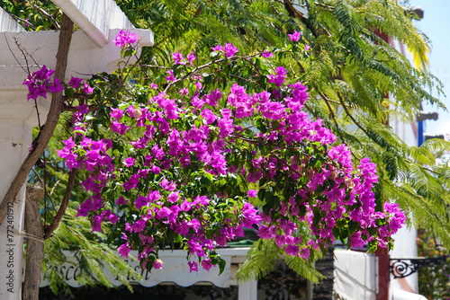 Pink Bougainvillea, bugenwilla, flower, vertical garden, puerto de mogan, Gran Canaria, March 2024 photo