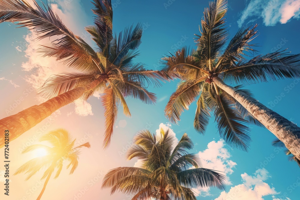 low angle view of exotic palm tree against blue sky, spring, summer background low angle view of exotic palm tree against blue sky, spring, summer background